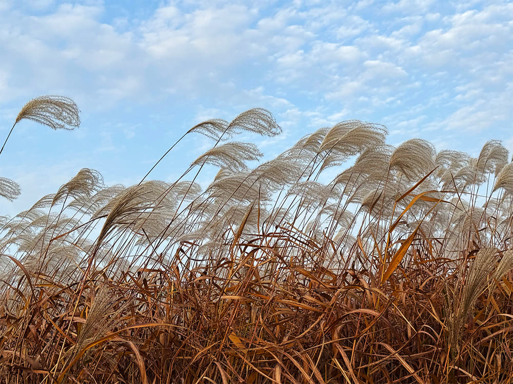 Autumn falls on Hongjecheon, the scenery enjoyed through Ttareungi